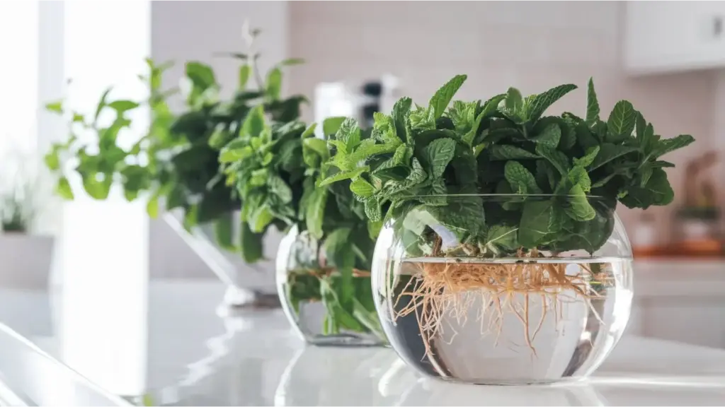 mint plants that grow in water